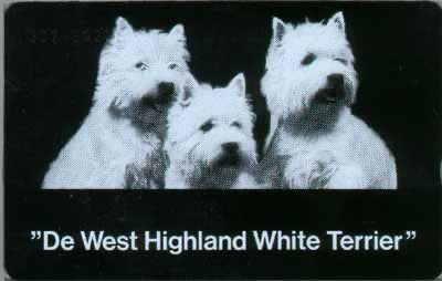 De West Highland “White Terriër”
