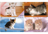 Katten, 4 verschillende Japan gebr.