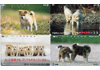 Honden, 4 verschillende Japan gebr.