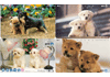 Dogs, 4 different Japan used